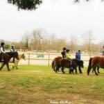 Poneys Baby