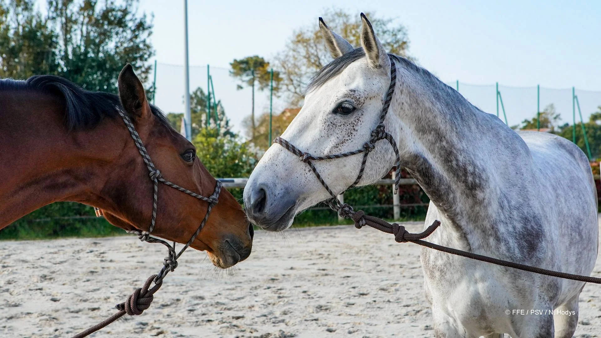 ventes de chevaux écuries sainte anne 31800 saint gaudens