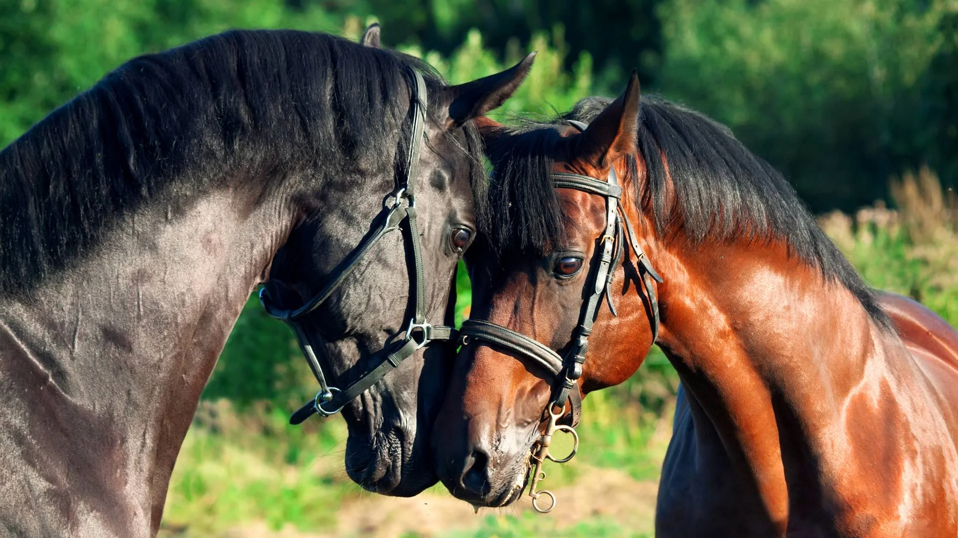 ventes de chevaux écuries sainte anne 31800 saint gaudens